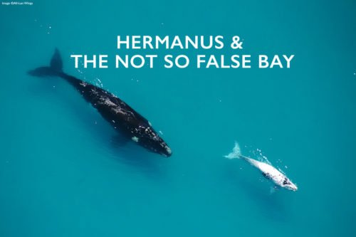 HERMANUS-AND-FALSE-BAY-WHALES-