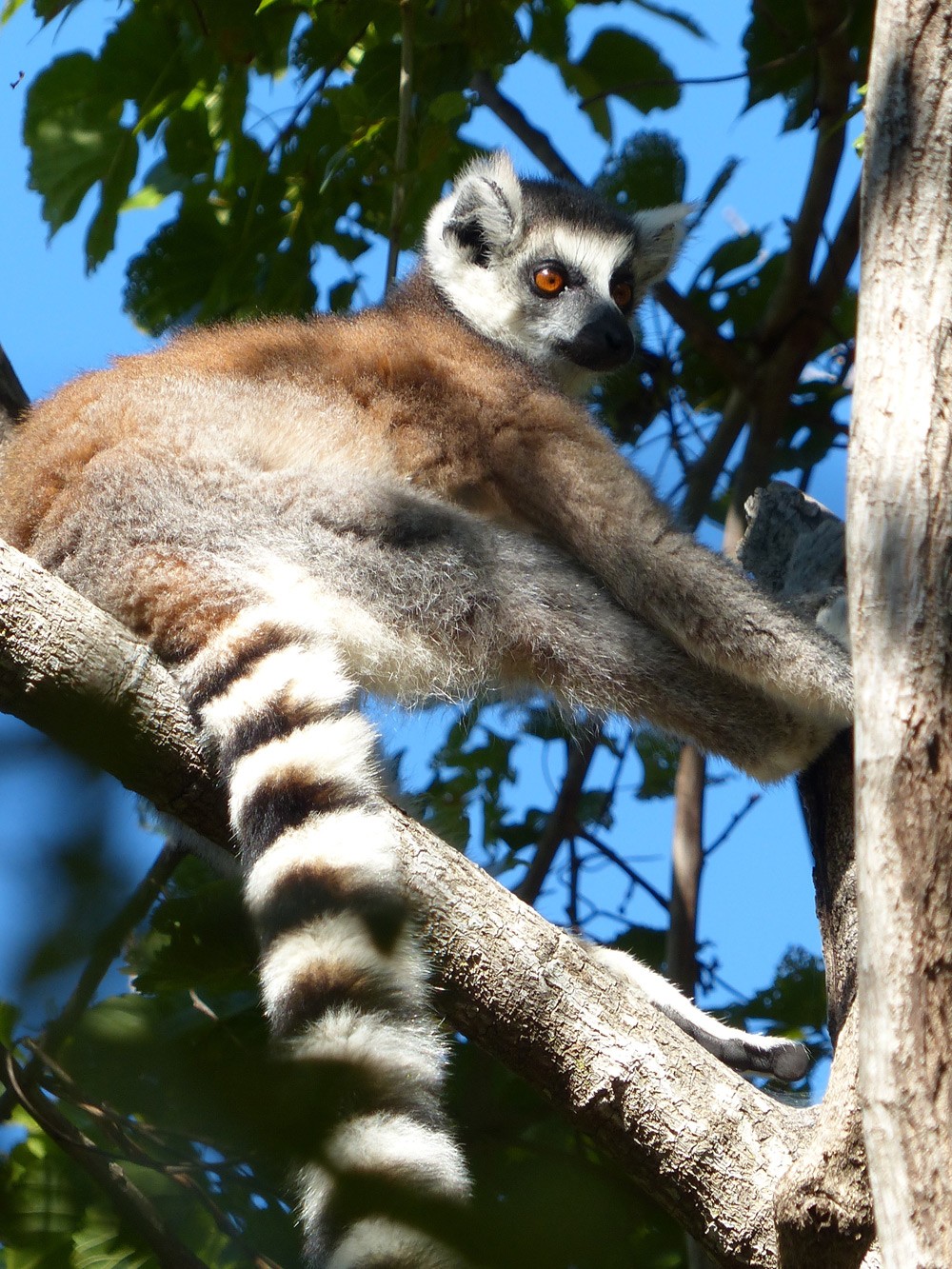 Lemur-Ring-Tailed-Lemur-1