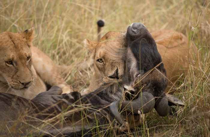 A hunting lesson for young lions - Africa Geographic