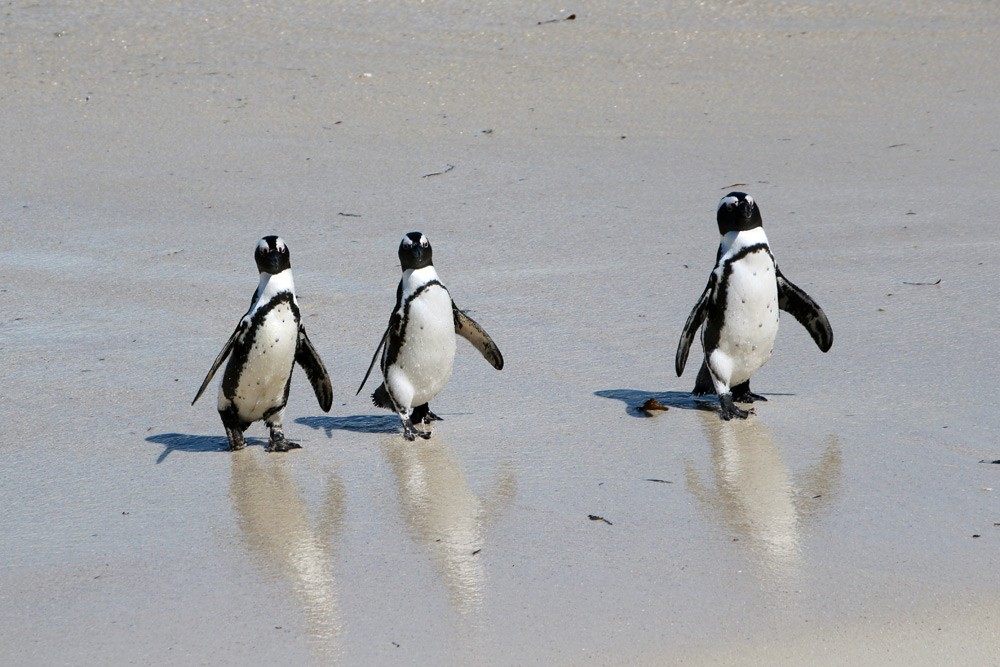 boulders-penguins