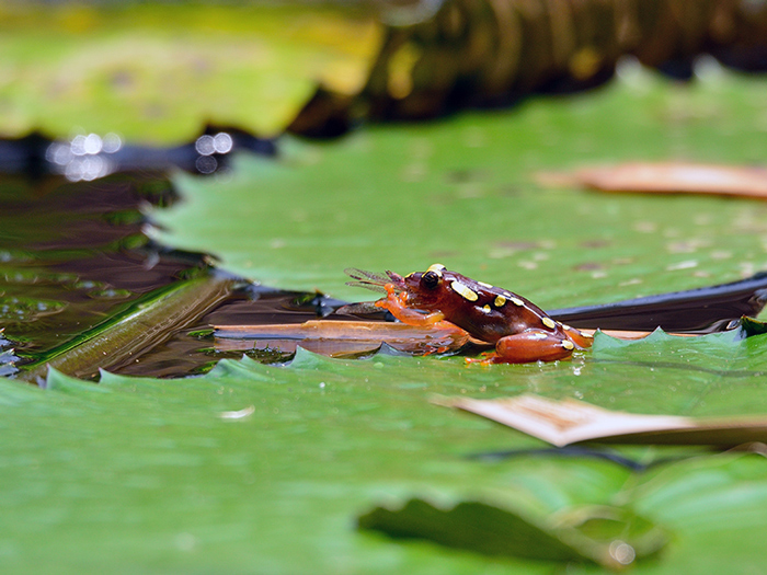 frogonlilypadkenya Africa Geographic