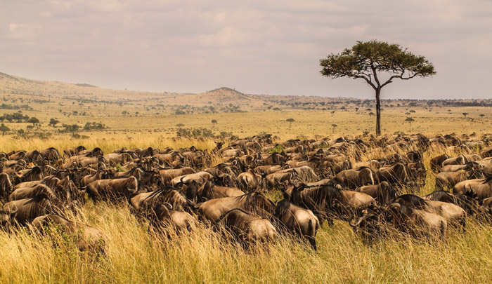 great-migration - Africa Geographic