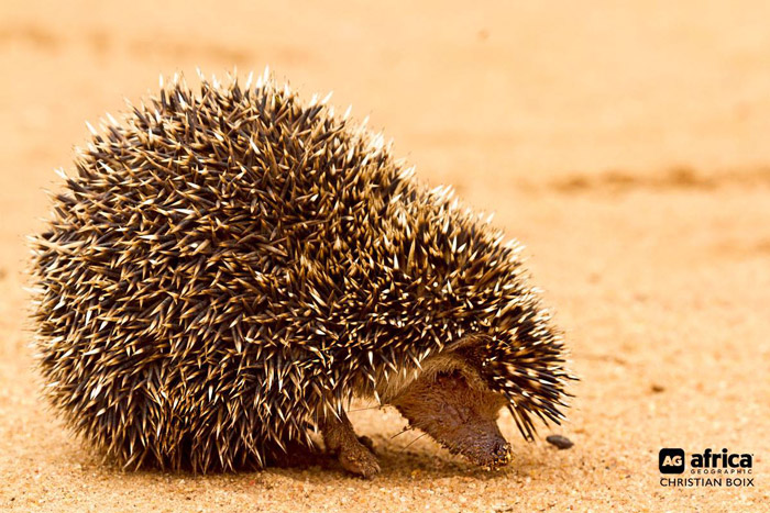 wild republic hedgehog