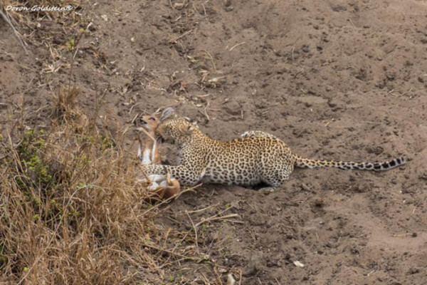 leopard-hunt - Africa Geographic