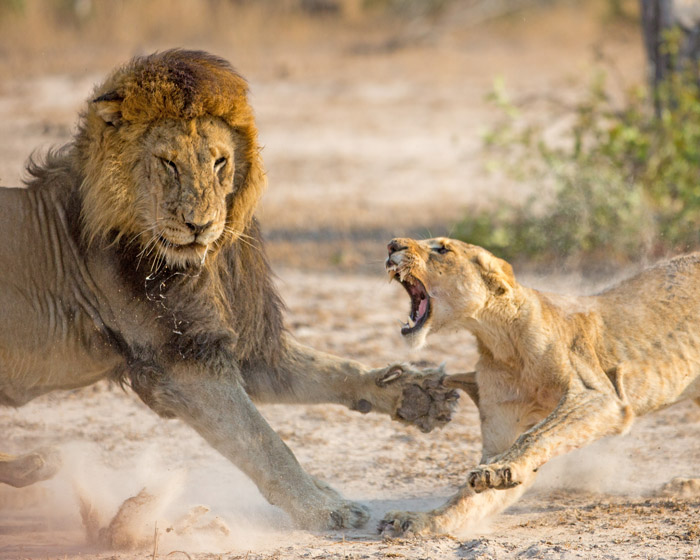 lion-cub-defending-herself - Africa Geographic