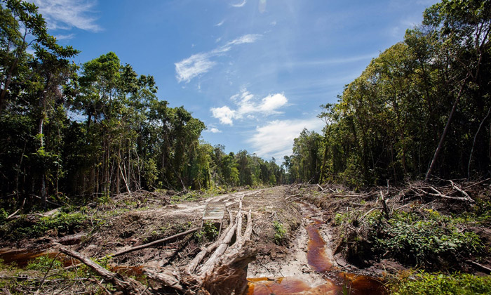 Trees covering an area twice the size of Portugal lost in 2014 - Africa ...