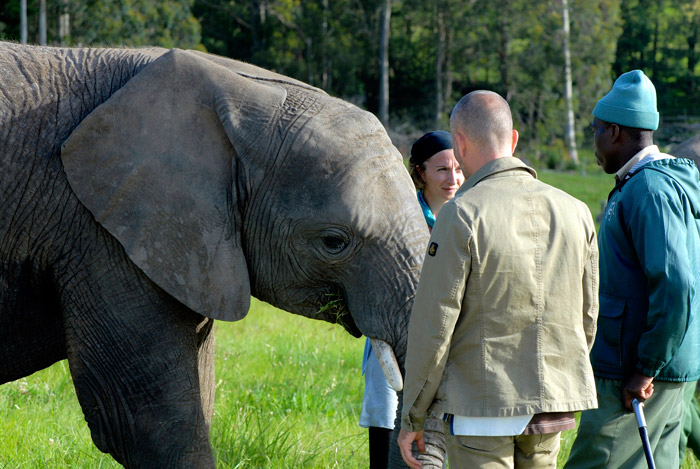 elephants