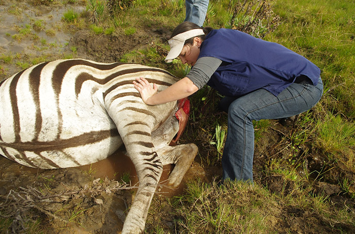 A complicated zebra birth - Africa Geographic