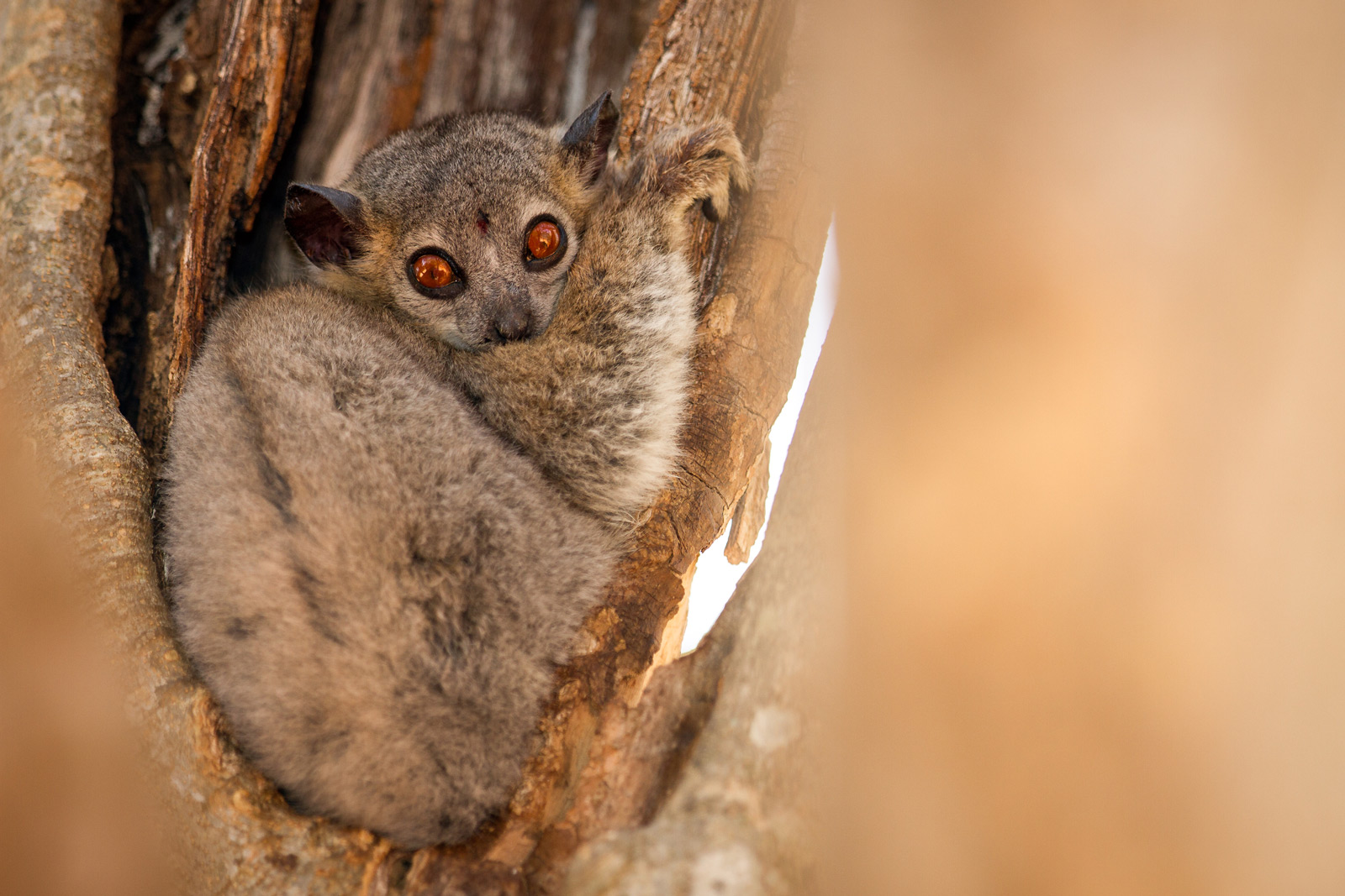 lemurs