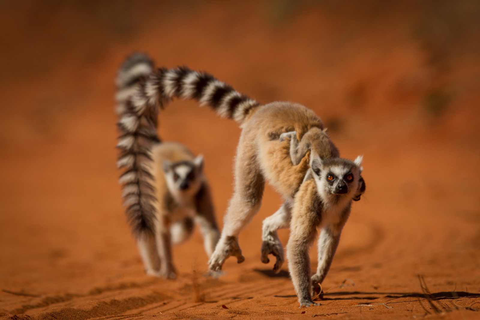 lemurs