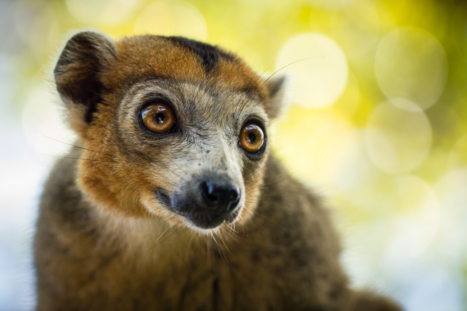 lemurs