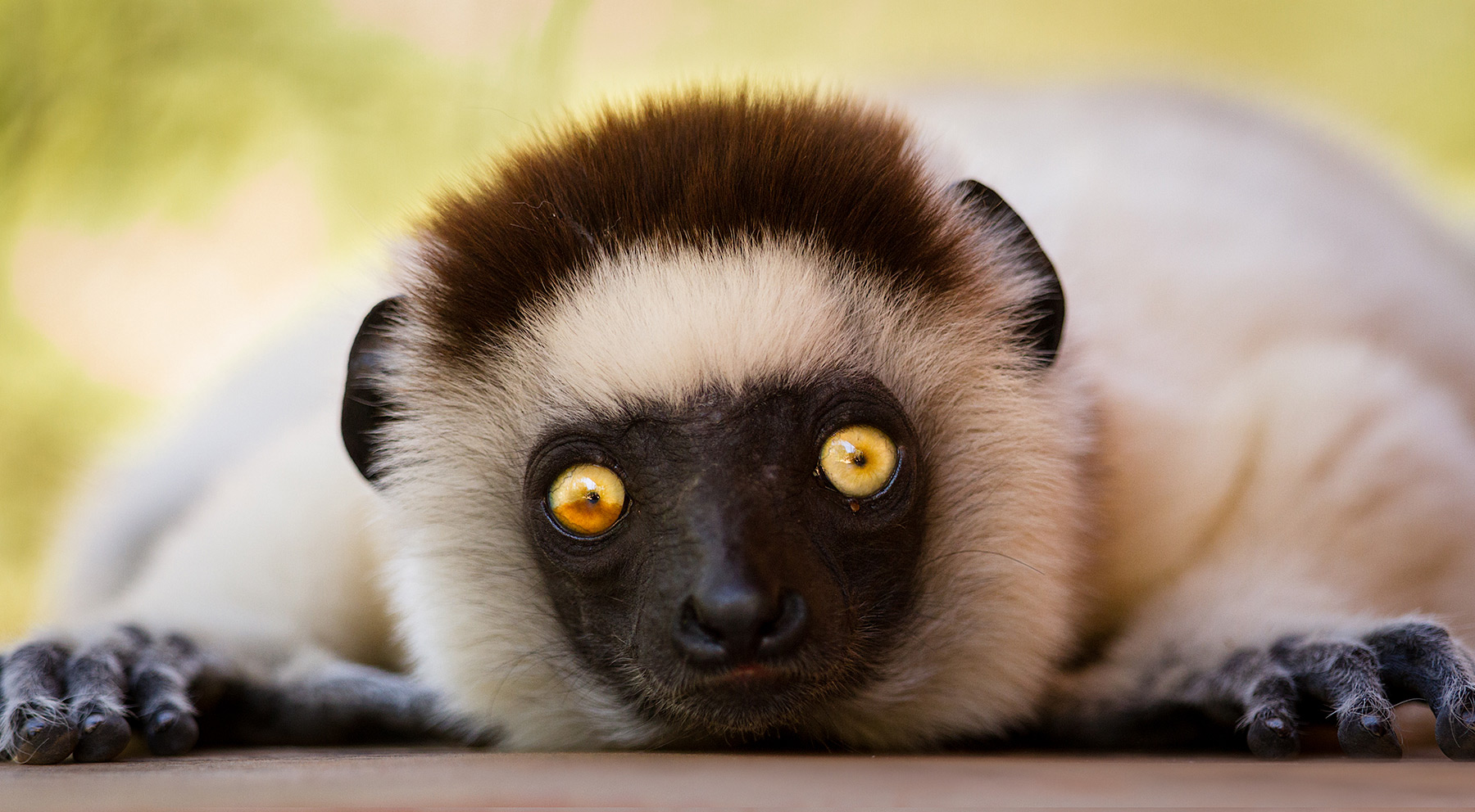 lemurs