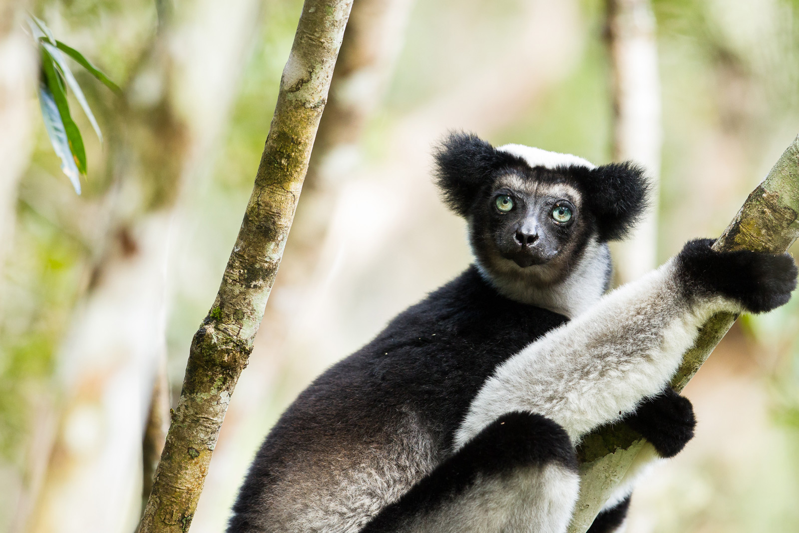 Lemurs of Madagascar - photo gallery - Africa Geographic