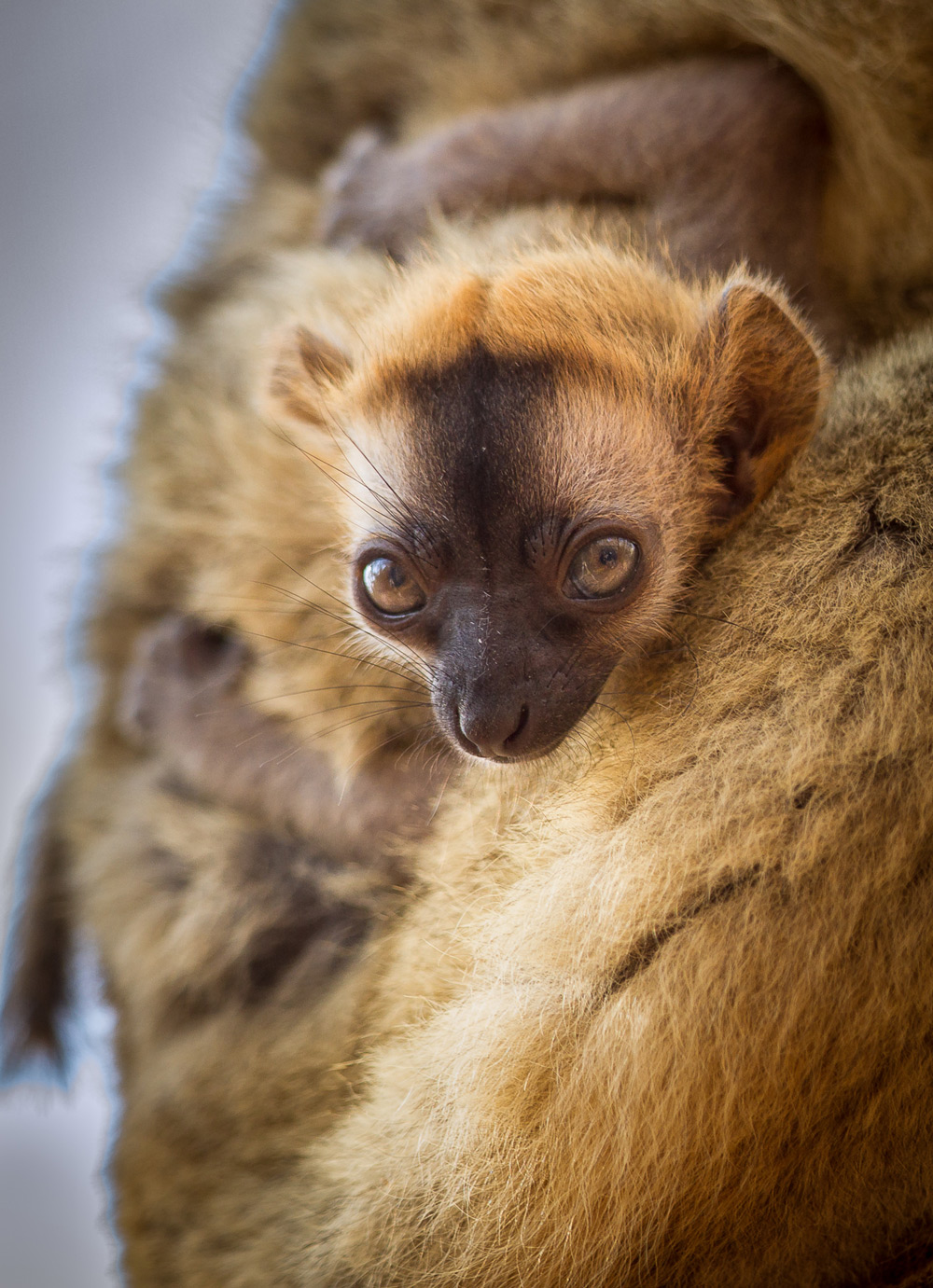 lemurs