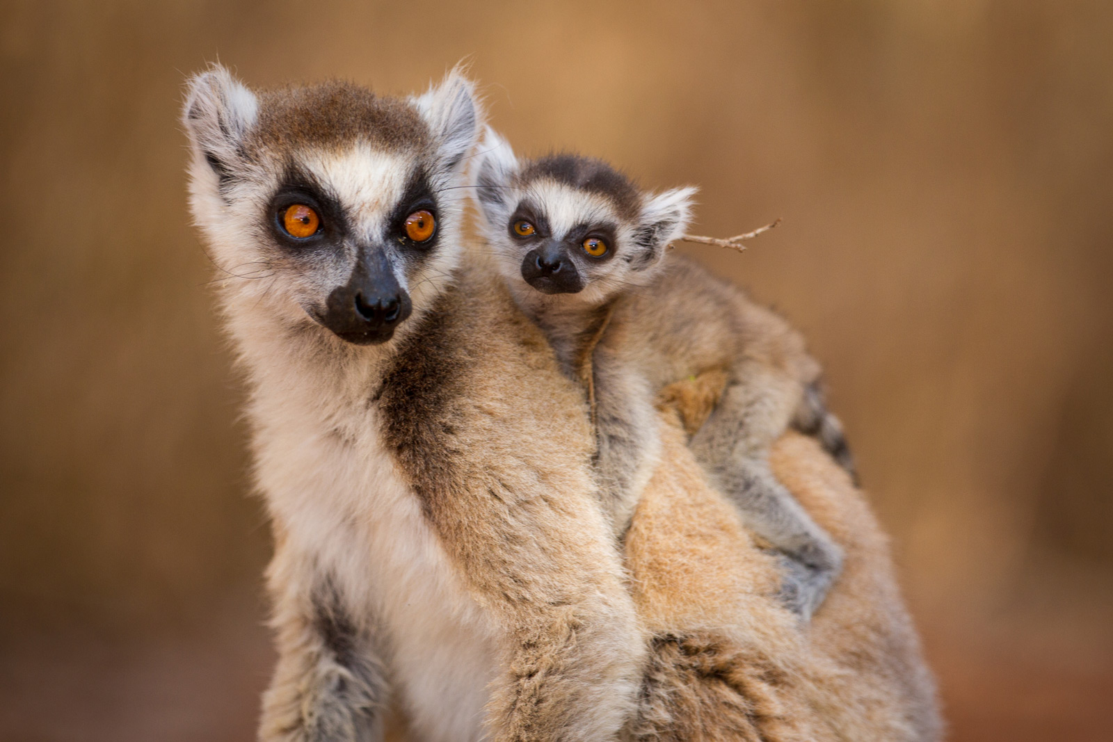 photo lemur