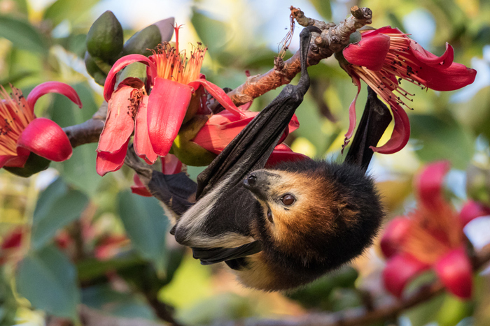 flying foxes