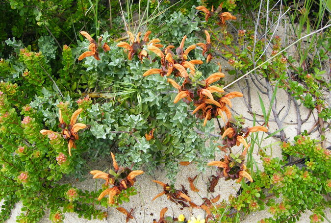 Salvia africana lutea