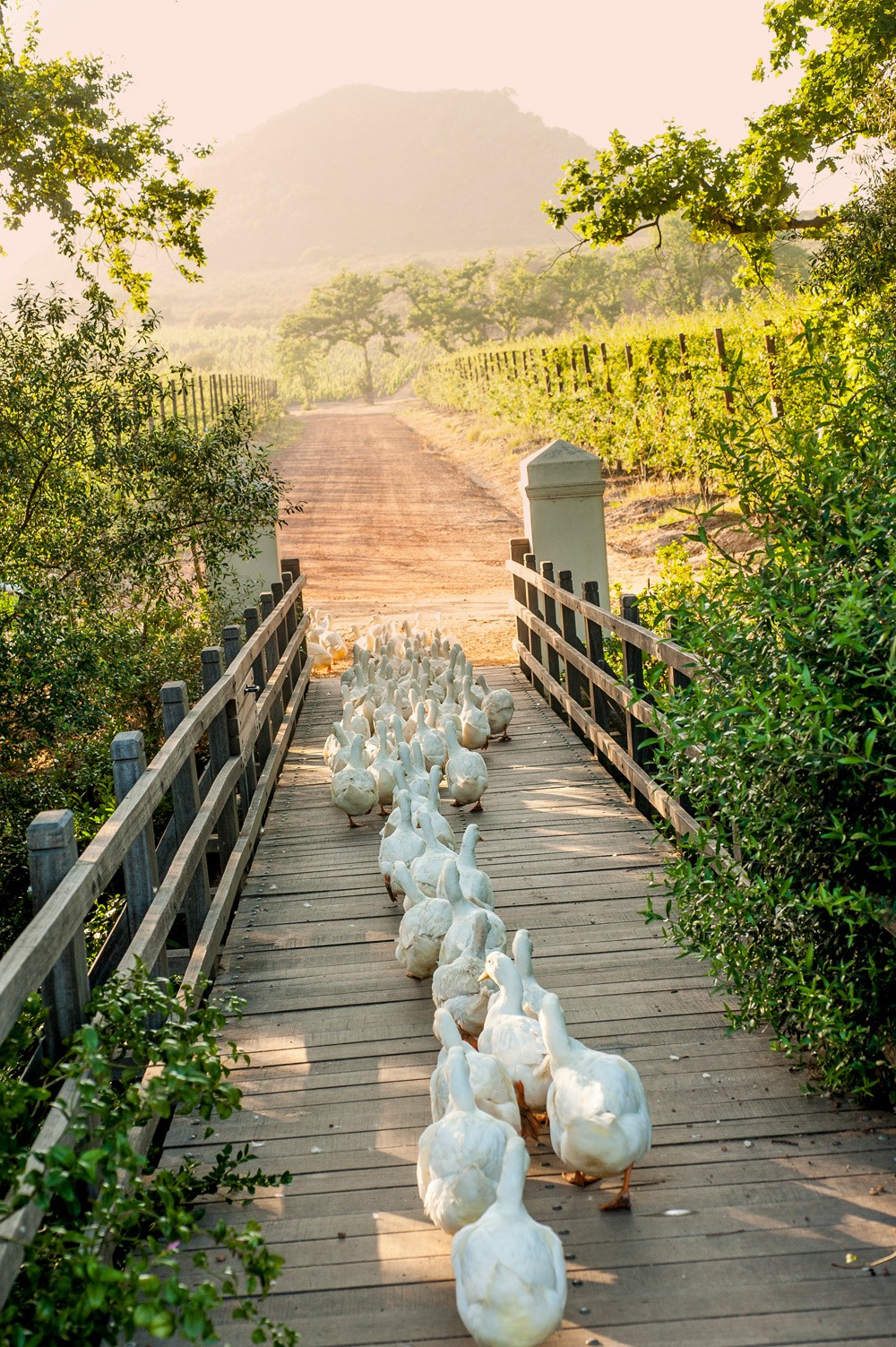 Working-ducks-cross-the-bridge-to-the-vineyards,-cape-winelands-babylonstoren