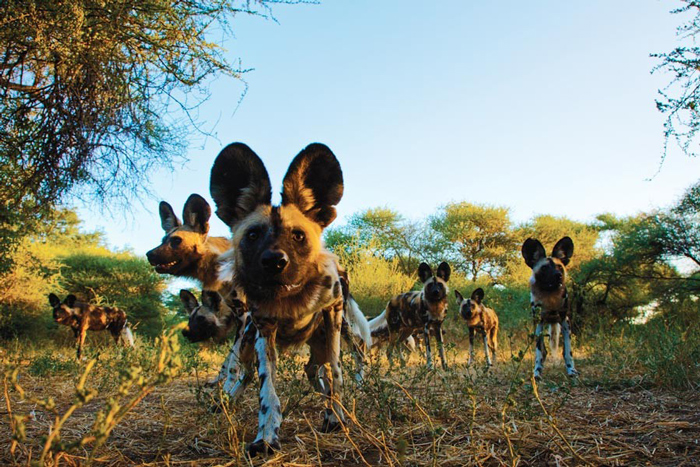 20 Facts About African Wild Dogs Diet