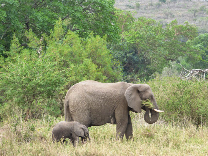 baby-elephant-rescue - Africa Geographic