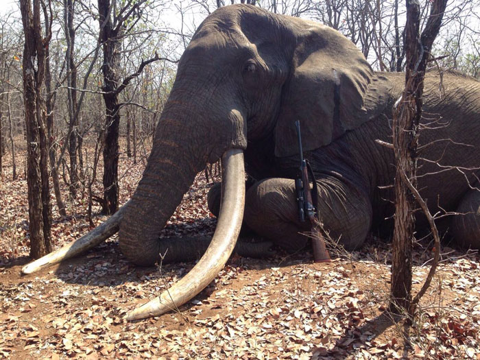 Hunted giant not Kruger elephant? - Africa Geographic