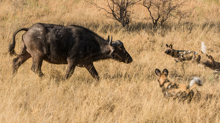 20 Facts About African Wild Dogs Diet