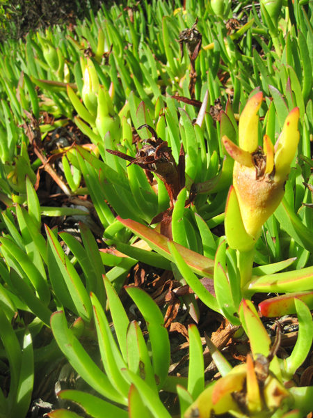 Edible indigenous plants