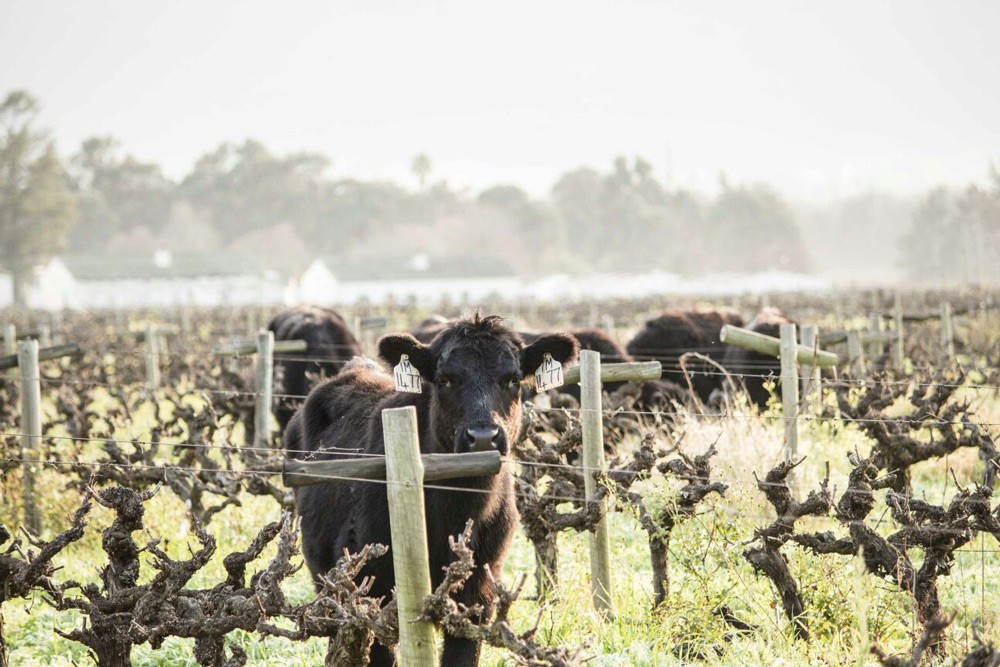 cattle-amongst-the-vines