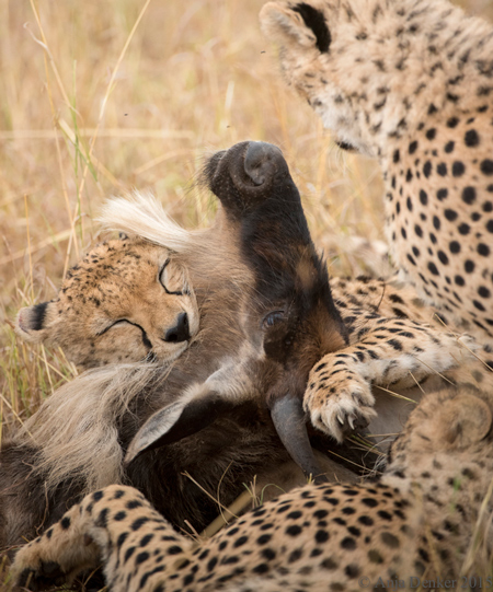 cheetahs-killing-wildebeest - Africa Geographic