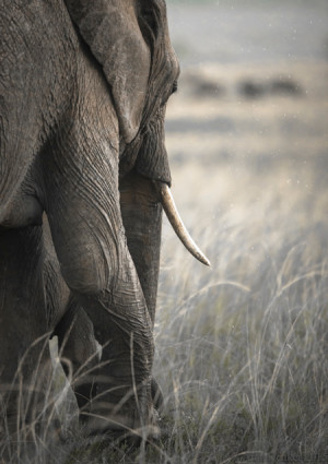 elephant-in-the-rain - Africa Geographic