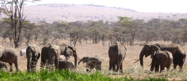 How to grow strawberries with elephant dung - Africa Geographic