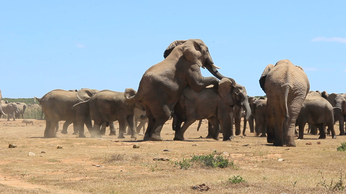 Video: elephants making more elephants in Addo - Africa Geographic