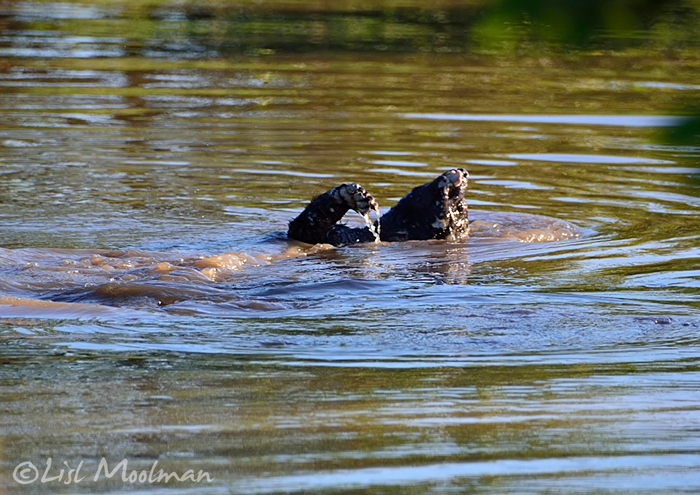 Honey badger on a croc's menu - Africa Geographic