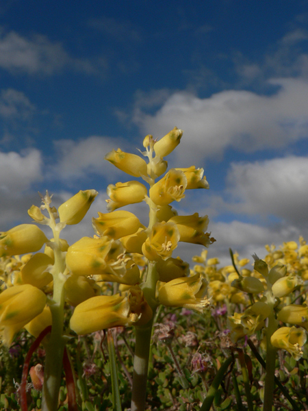 Almost extinct. Lachenalia mathewsii in full flower with golden glowing yellow flowers. Picture by Ismail Ebrahim.