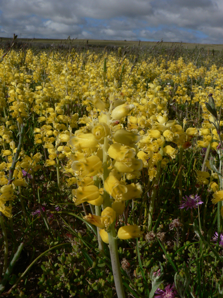 Almost extinct. Mass flowering display of Lachenalia mathewsii next to agricultural fields growing in Cape inland Salt pans in Saldanha Granite Strandveld. Picture by Ismail Ebrahim. 