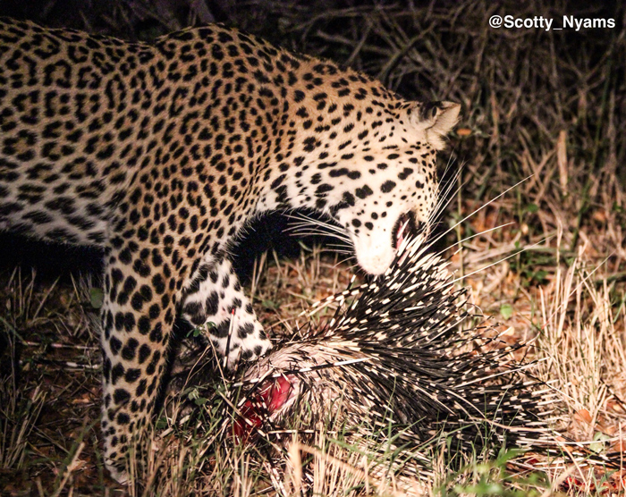 Leopards acquire a taste for porcupines Africa Geographic
