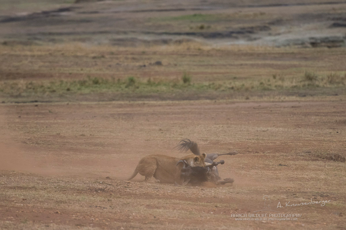 african safari lion kill