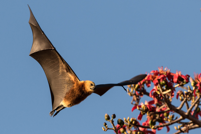 flying foxes