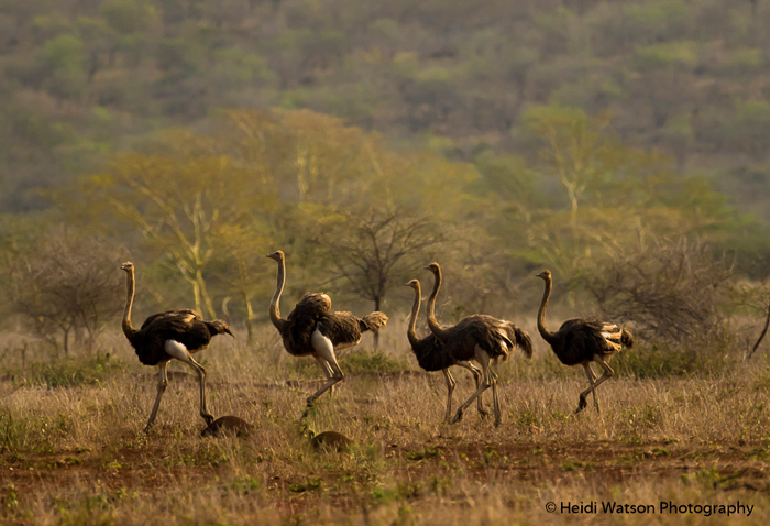 The ostrich, an African Icon. © Heidi Watson