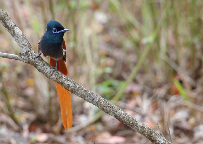 Paradise fly-catcher by Malcolm Sutton