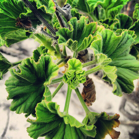 Edible indigenous plants © Roushanna Gray