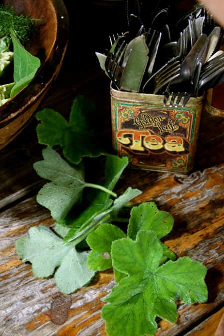 Edible indigenous plants © Kate Higgs