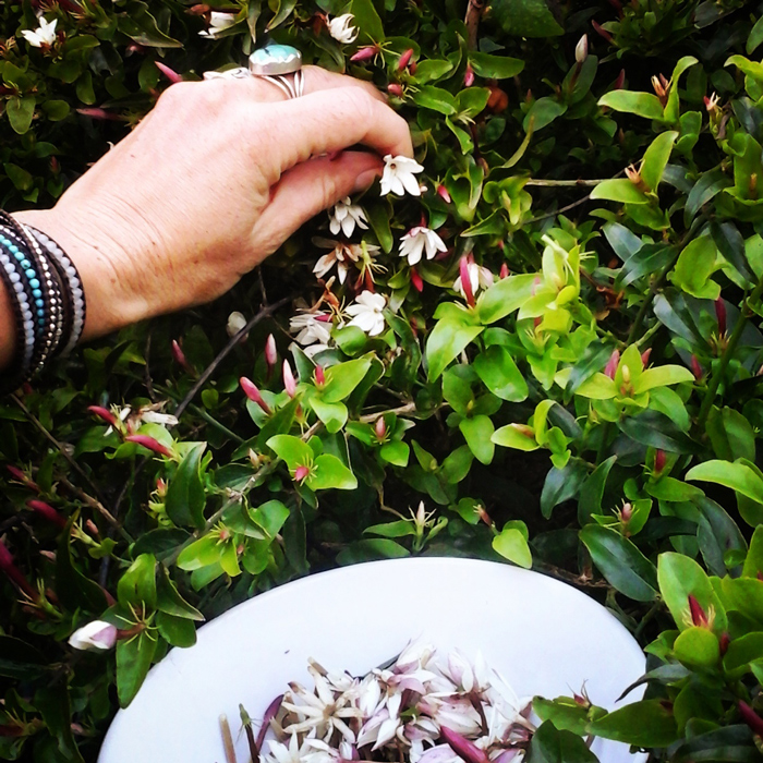 Edible indigenous plants