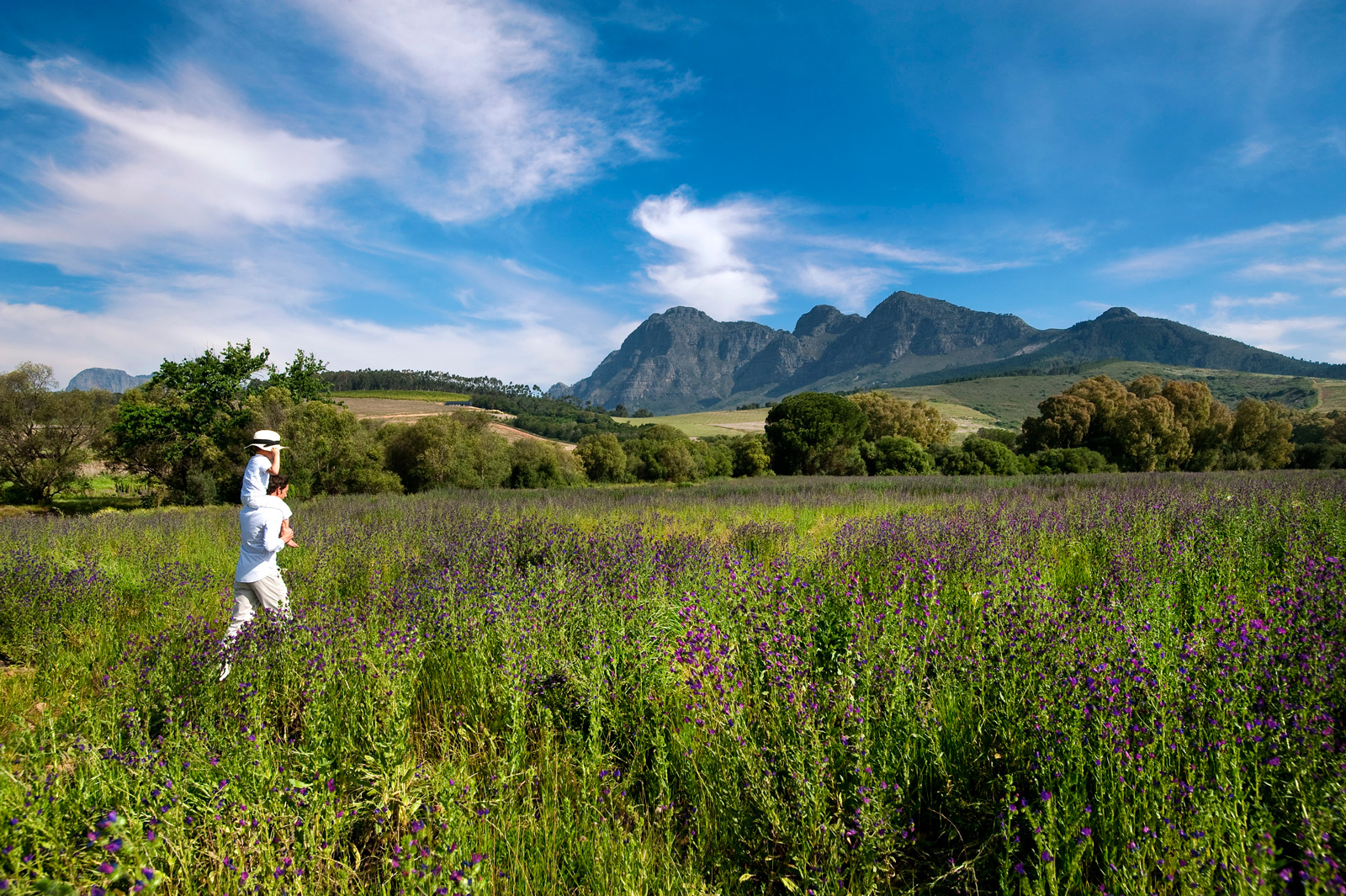 piggyback-simonsberg-babylonstoren