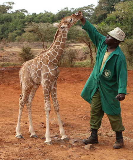 Video: Orphaned baby giraffe and elephant in Nairobi - Africa Geographic