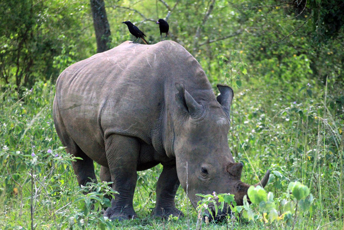 Interesting facts about rhinos in Uganda - Africa Geographic