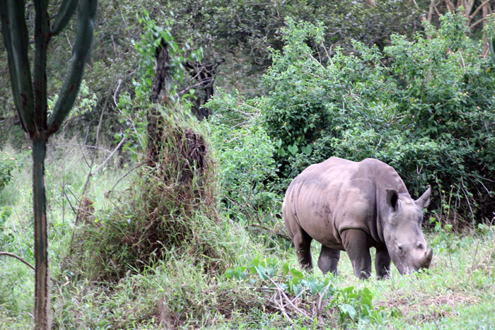 rhino-in-natural-habitat