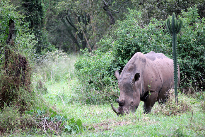 rhino-in-wild