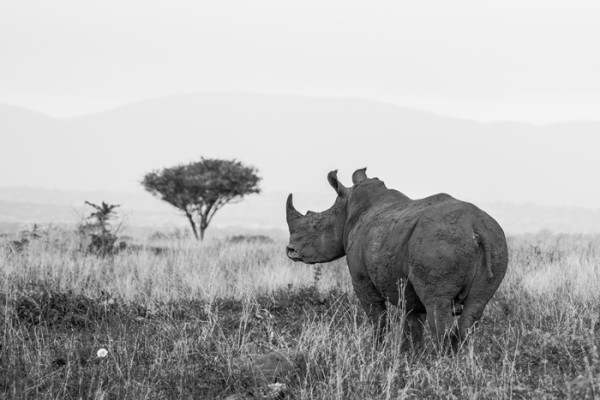 Rhino River Lodge takes rhino poaching personally - Africa Geographic