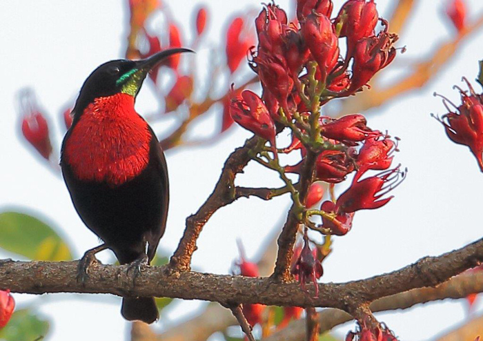 Scarlet-chested sunbird by Malcolm Sutton